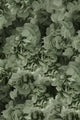 Traploper Moooi Carpets Hortensia Green by Andrés Reisinger