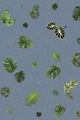 Traploper Moooi Carpets Tropical Leaf by Edward van Vliet